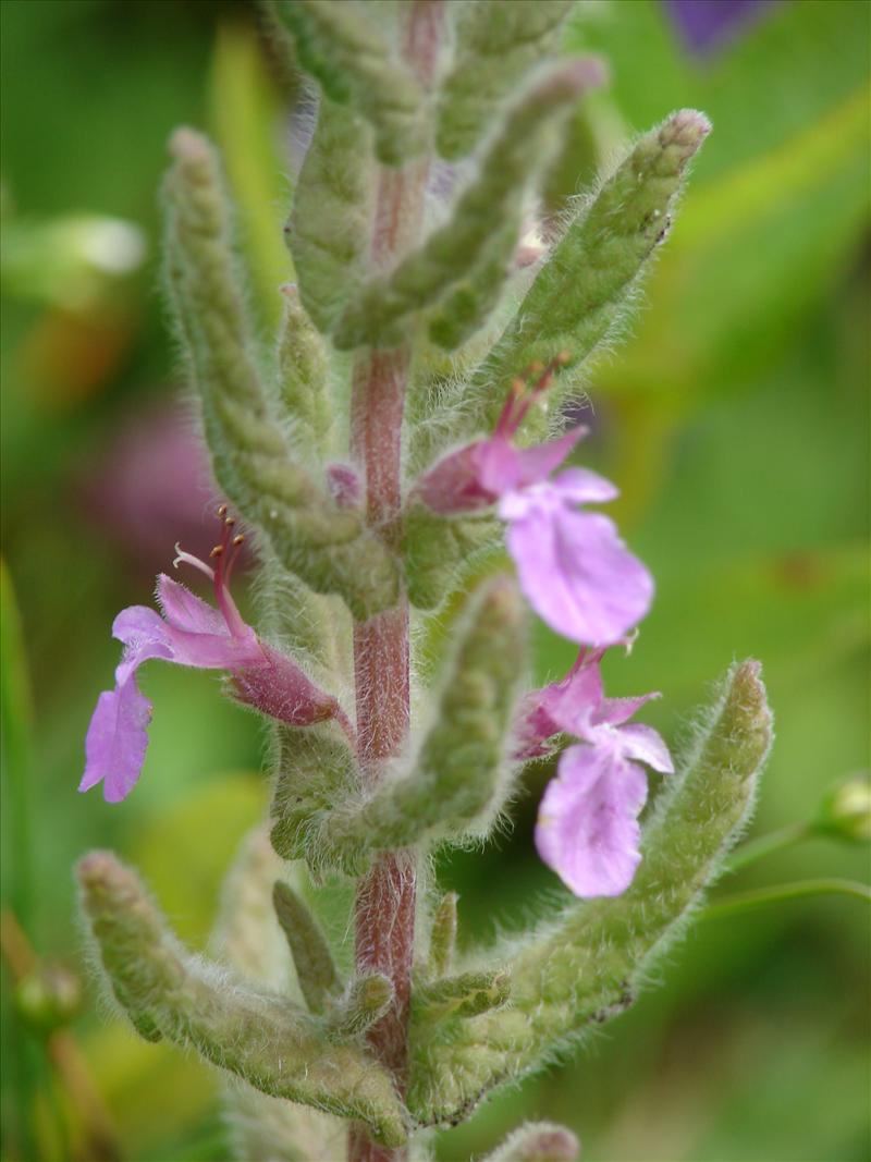 Teucrium scordium (door Adrie van Heerden)