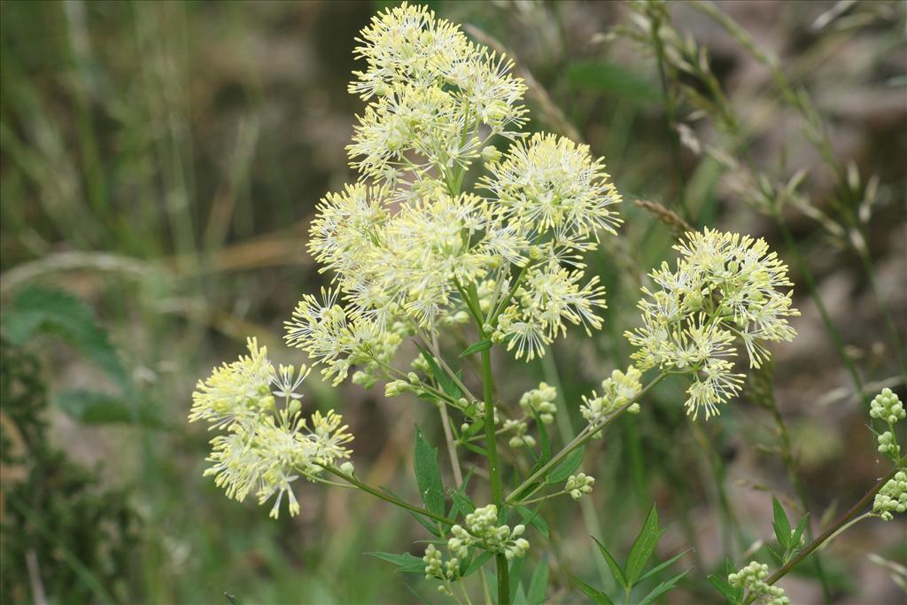 Thalictrum flavum (door Pieter Stolwijk)