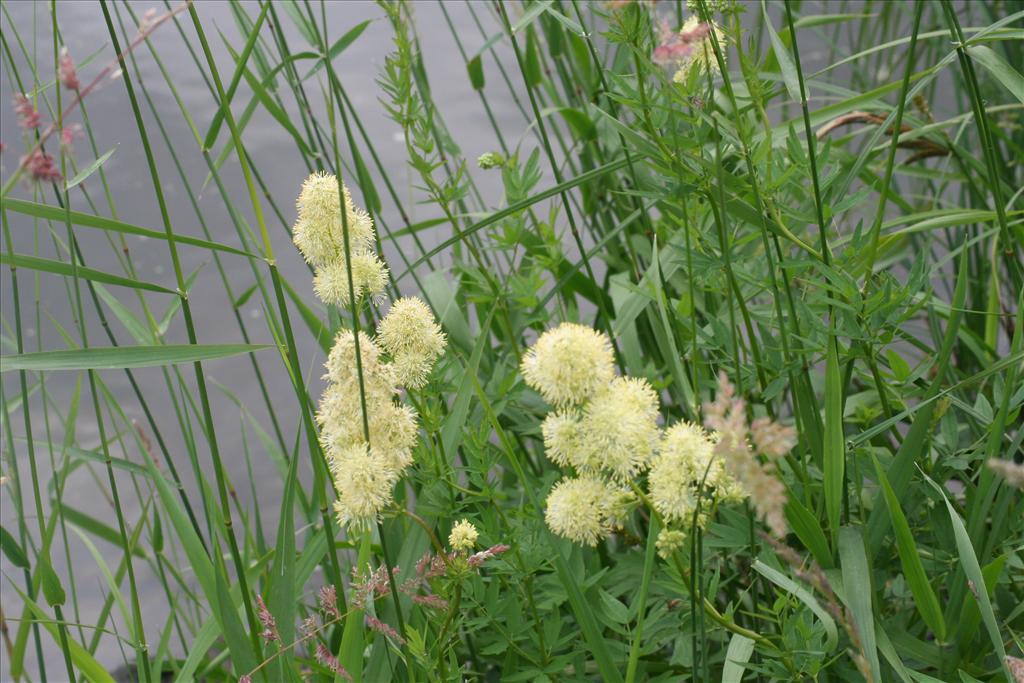 Thalictrum flavum (door Pieter Stolwijk)