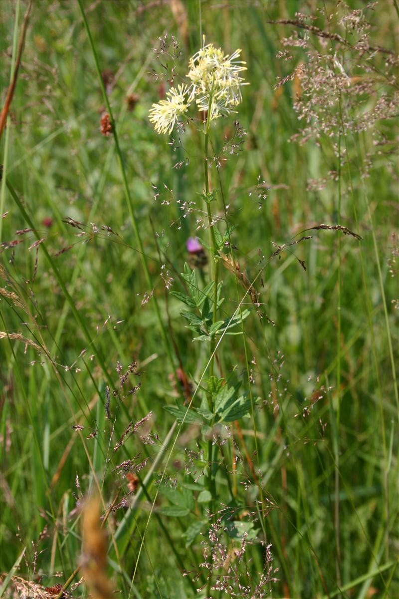 Thalictrum flavum (door Niels Jeurink)