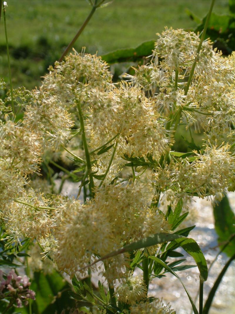 Thalictrum flavum (door Adrie van Heerden)