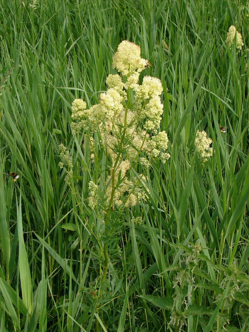 Thalictrum flavum (door Adrie van Heerden)