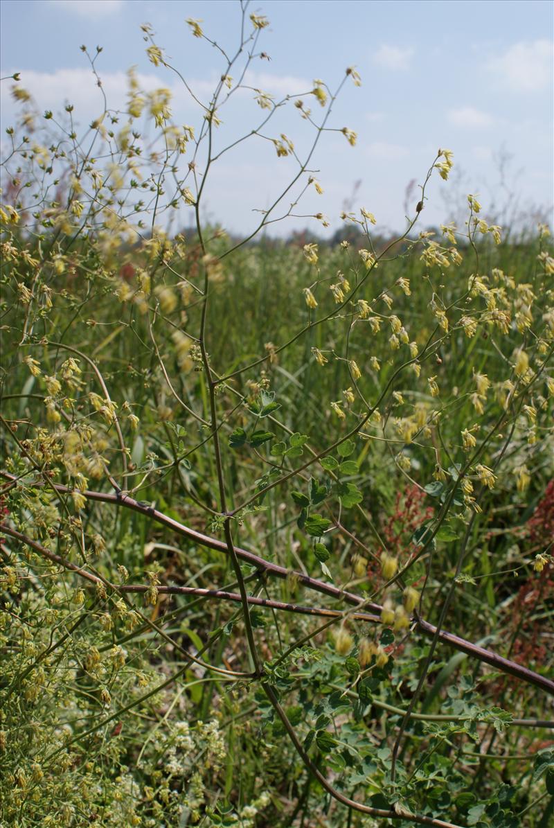 Thalictrum minus (door Adrie van Heerden)