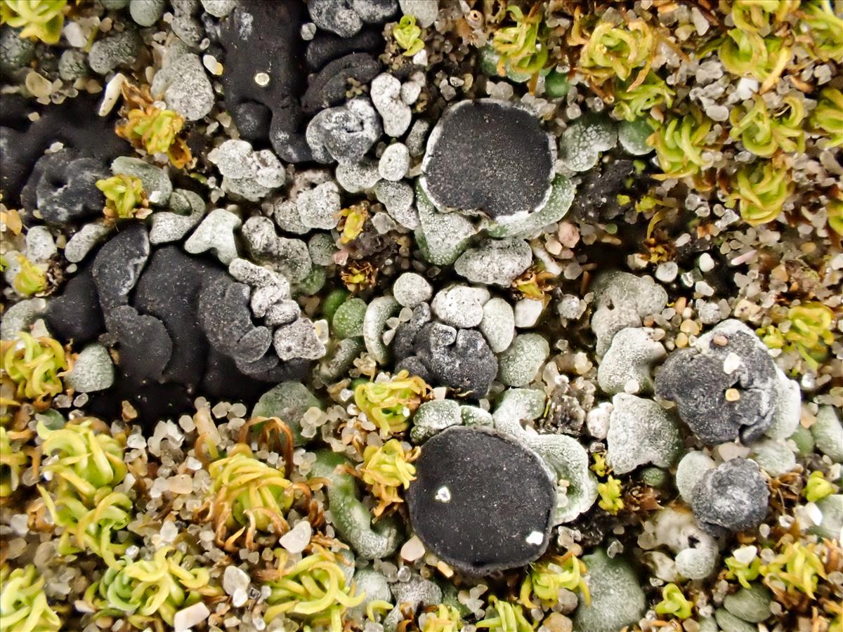 Thalloidima sedifolium (door Arne van Wingerden)