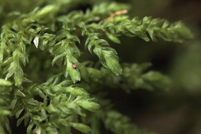 Thamnobryum alopecurum (door Klaas van der Veen)