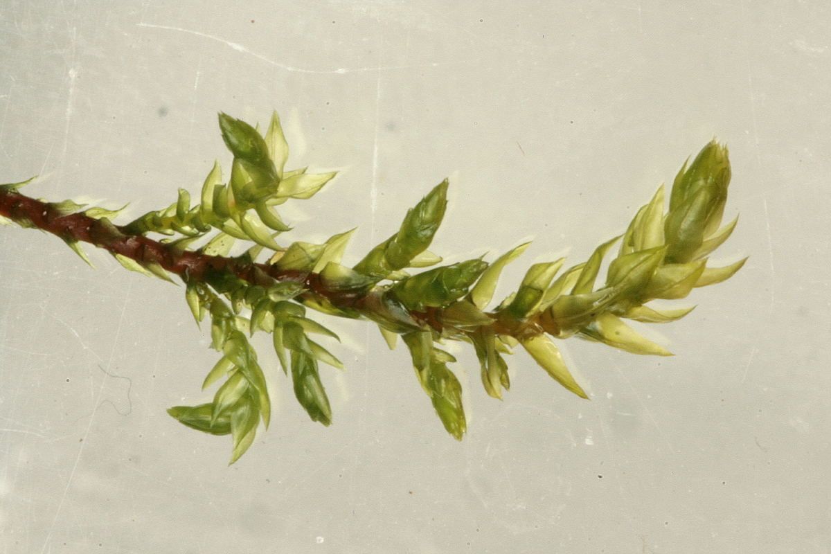 Thamnobryum alopecurum (door Jan Kersten)