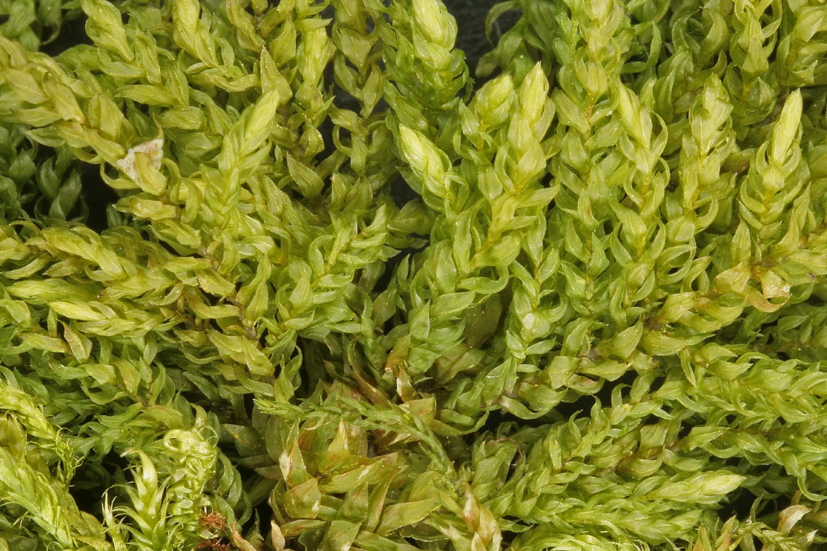 Thamnobryum alopecurum (door Jan Kersten)