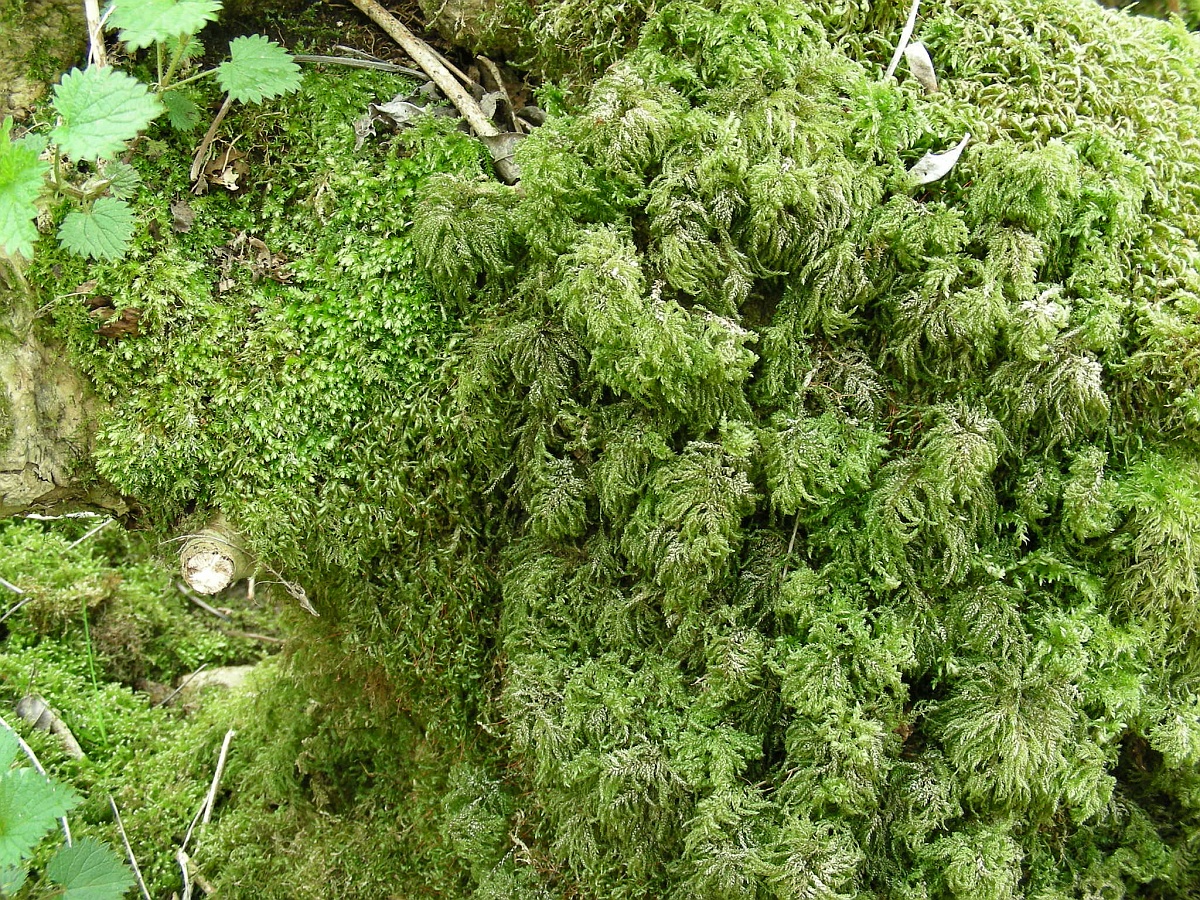 Thamnobryum alopecurum (door Henk Greven)