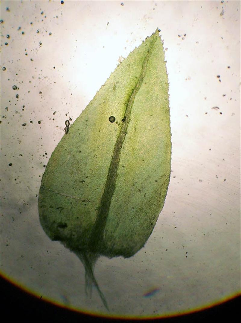 Thamnobryum alopecurum (door Mark Smits)