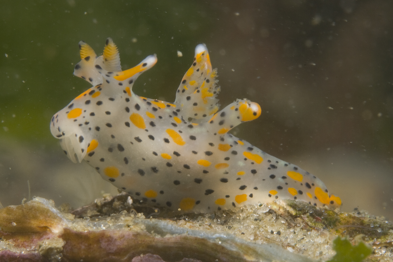 Thecacera pennigera (door Peter H. van Bragt)