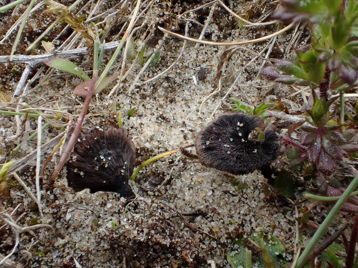 Thelephora caryophyllea (door Leo Jalink)