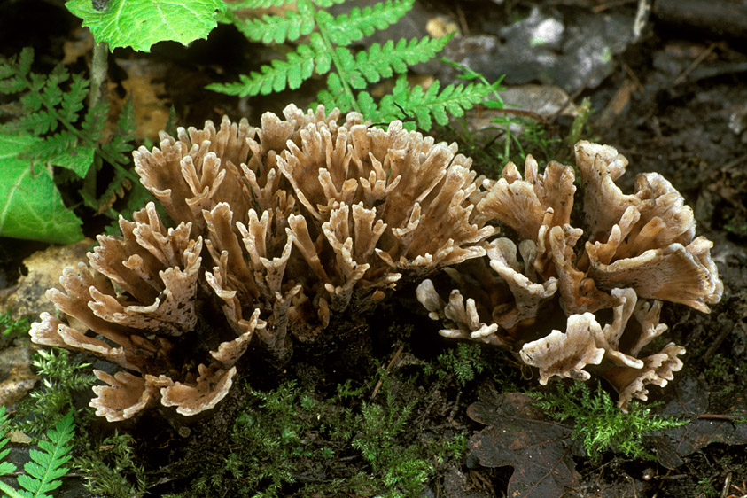 Thelephora anthocephala (door Henk Huijser)