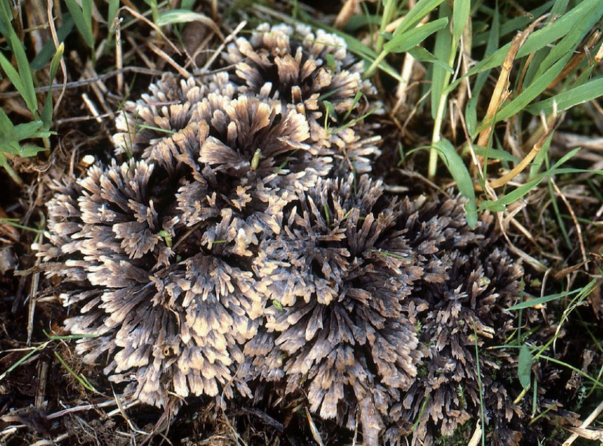 Thelephora anthocephala (door Henk Piepenbroek)