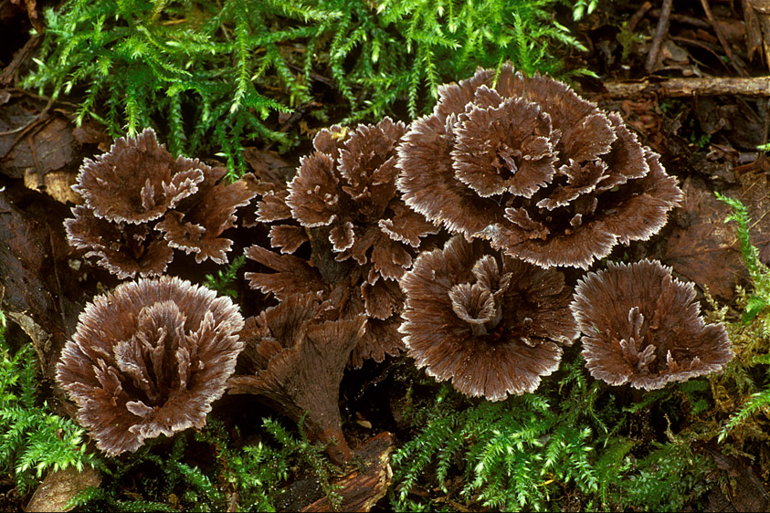 Thelephora caryophyllea (door Henk Huijser)