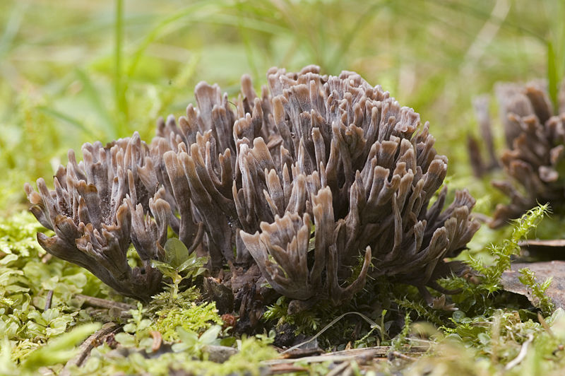 Thelephora palmata (door Nico Dam)