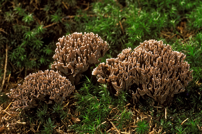 Thelephora palmata (door Henk Huijser)