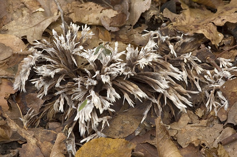 Thelephora penicillata (door Nico Dam)