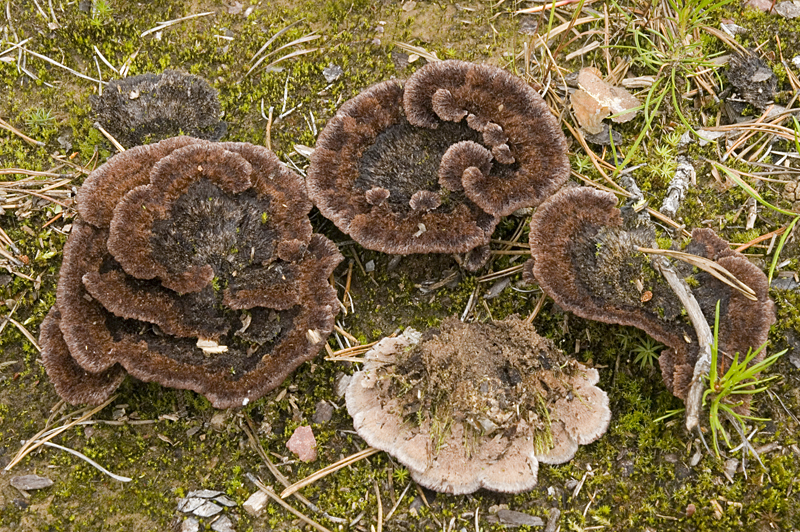 Thelephora terrestris (door Nico Dam)