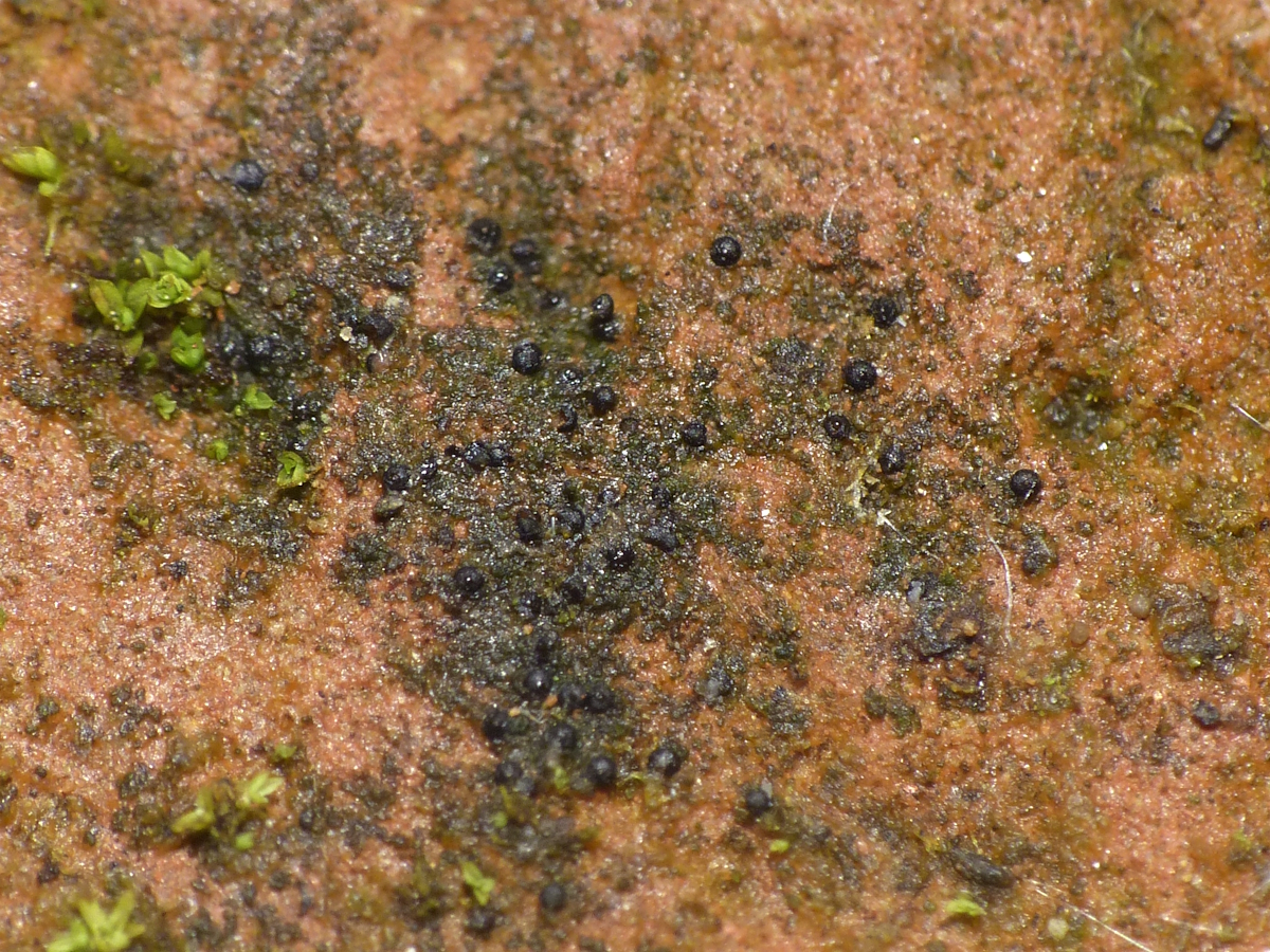 Thelidium minutulum (door Henk-Jan van der Kolk)