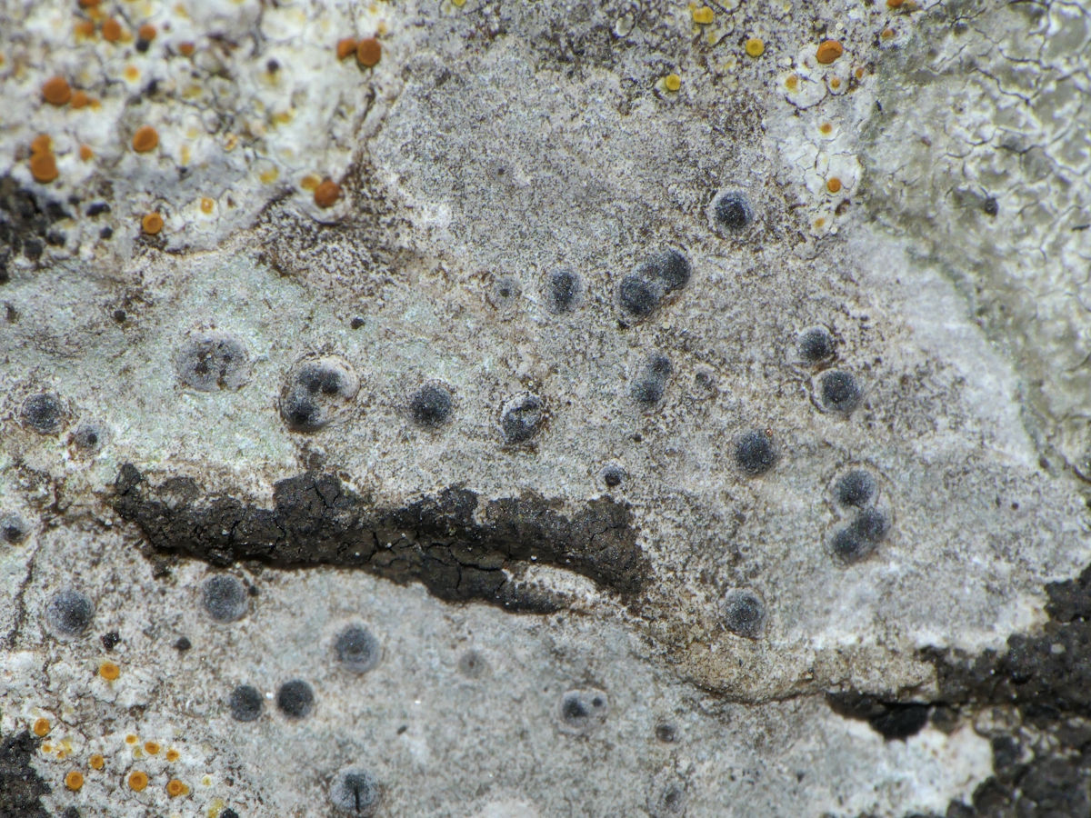 Thelidium papulare (door Henk-Jan van der Kolk)