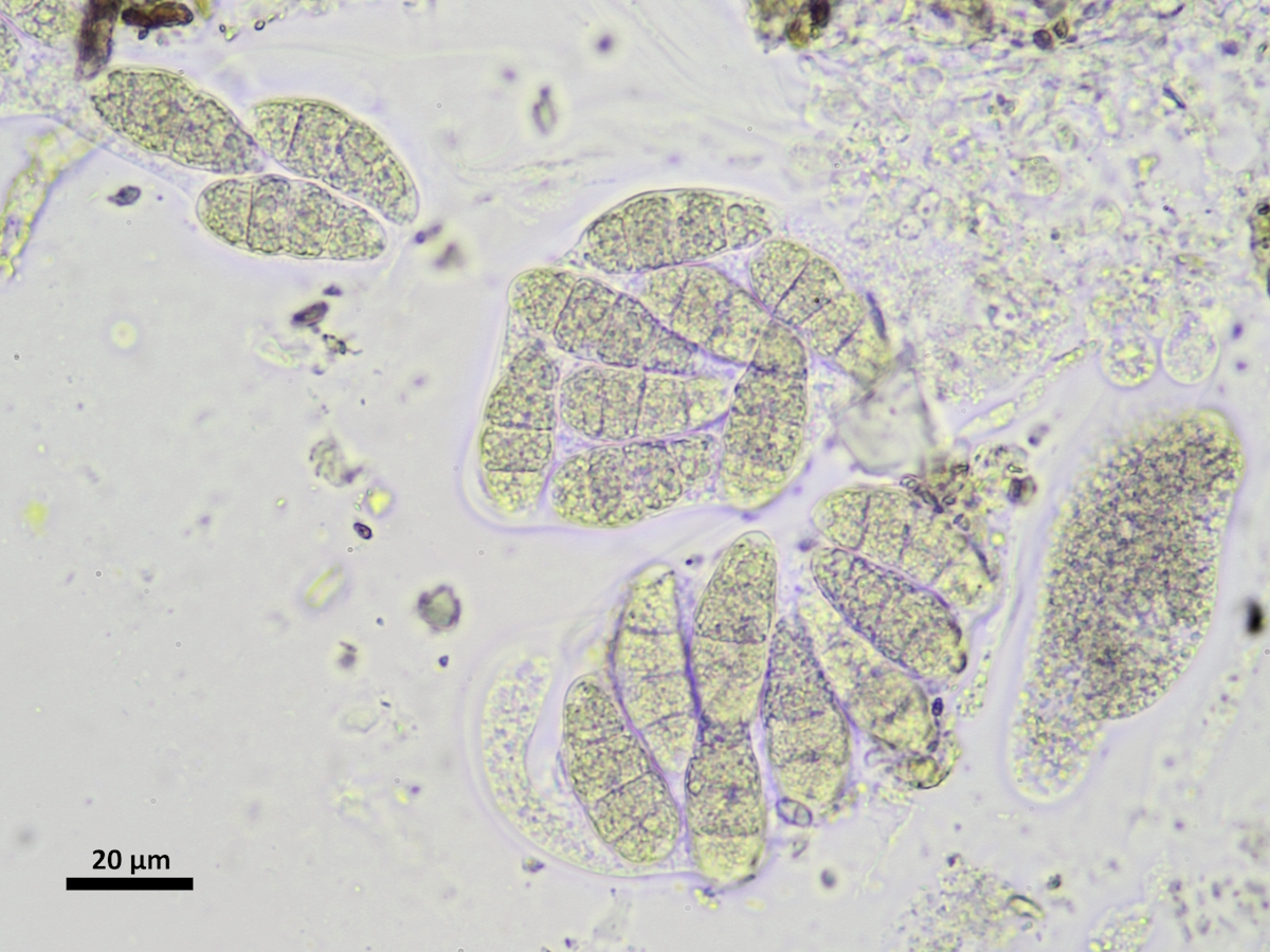 Thelidium zwackhii (door Henk-Jan van der Kolk)