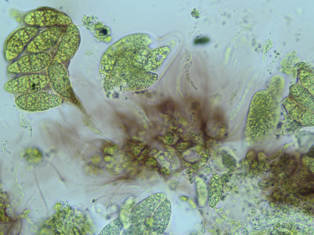 Thelidium zwackhii (door Henk-Jan van der Kolk)