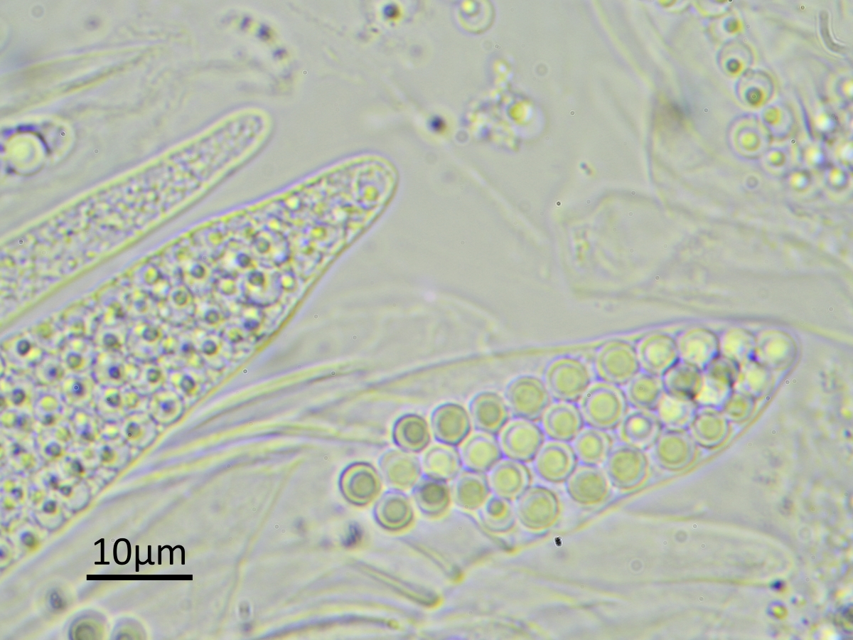 Thelocarpon coccosporum (door Henk-Jan van der Kolk)