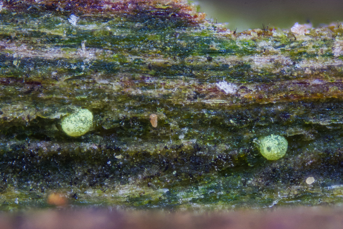 Thelocarpon epibolum (door Ron Poot)