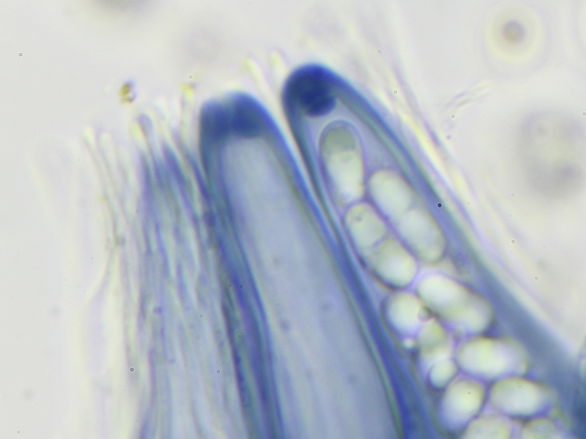Thelocarpon impressellum (door Henk-Jan van der Kolk)