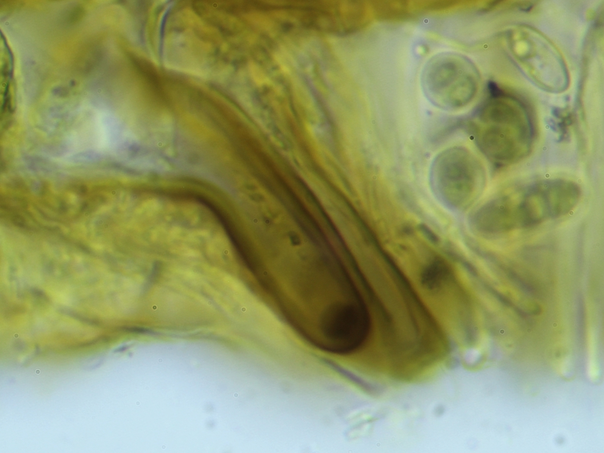 Thelocarpon impressellum (door Henk-Jan van der Kolk)