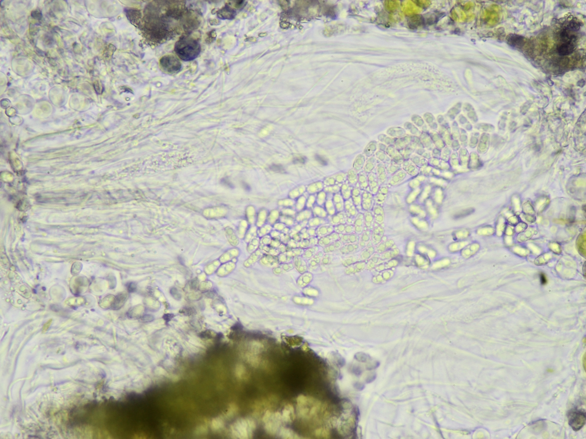 Thelocarpon impressellum (door Henk-Jan van der Kolk)