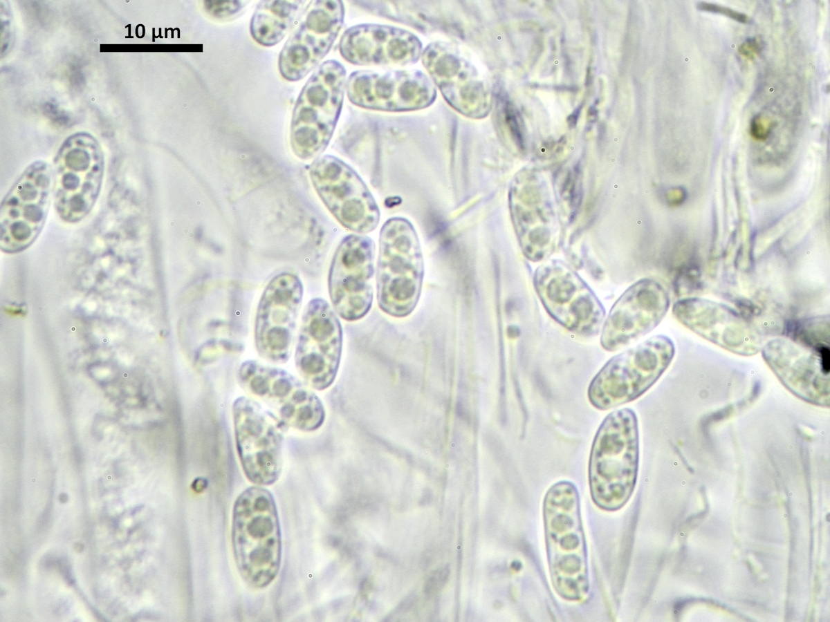 Thelocarpon impressellum (door Henk-Jan van der Kolk)
