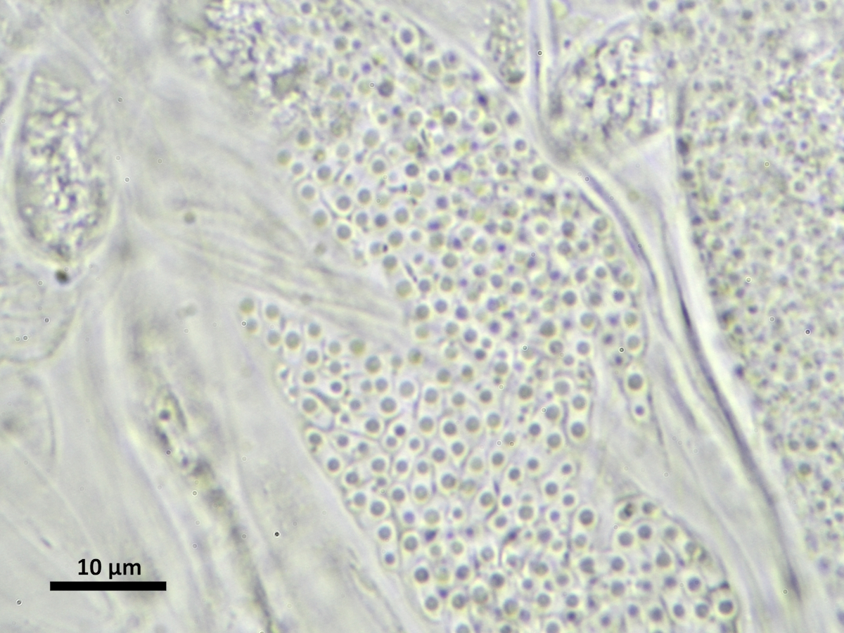 Thelocarpon intermediellum (door Henk-Jan van der Kolk)