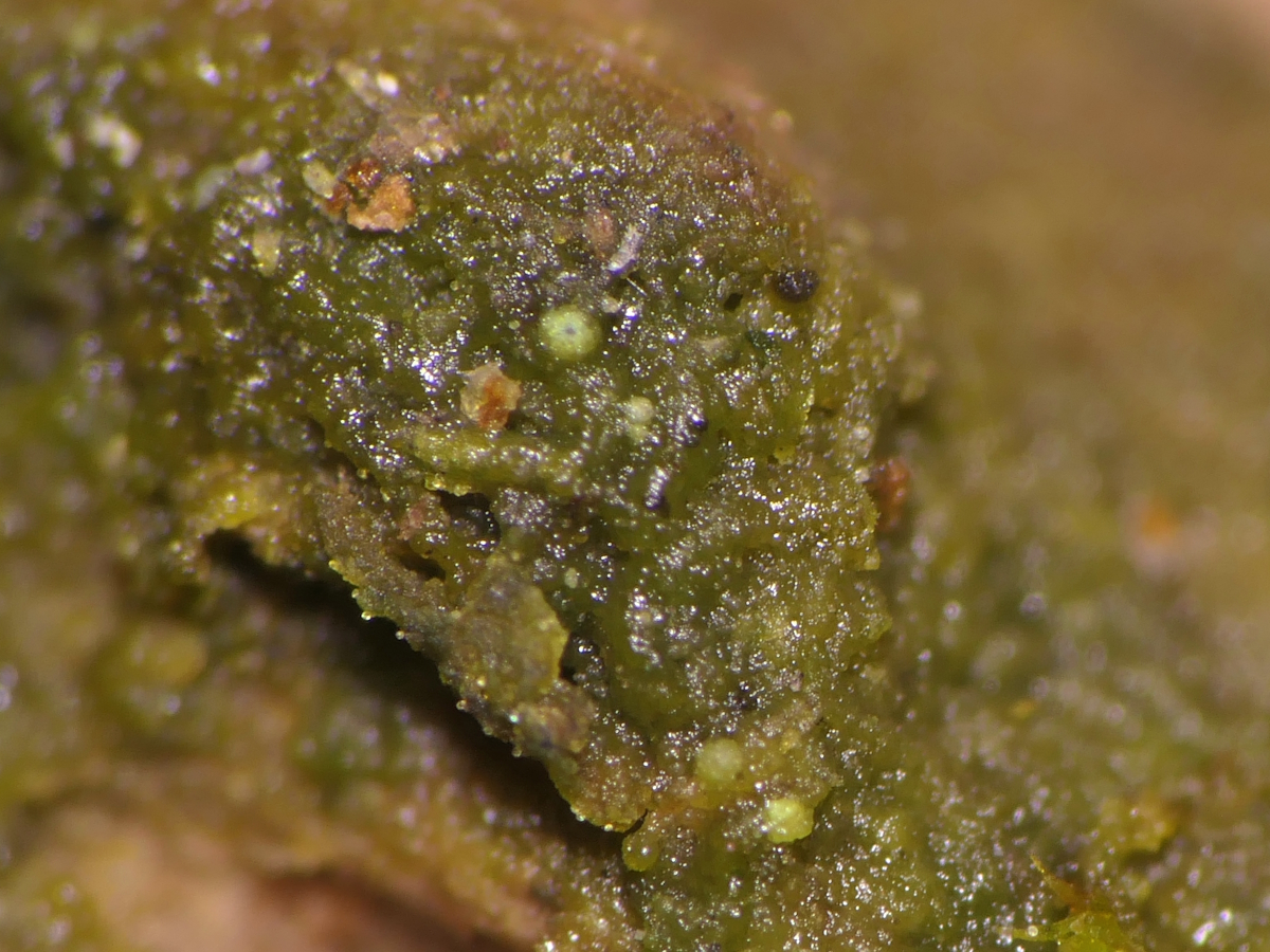 Thelocarpon intermediellum (door Henk-Jan van der Kolk)
