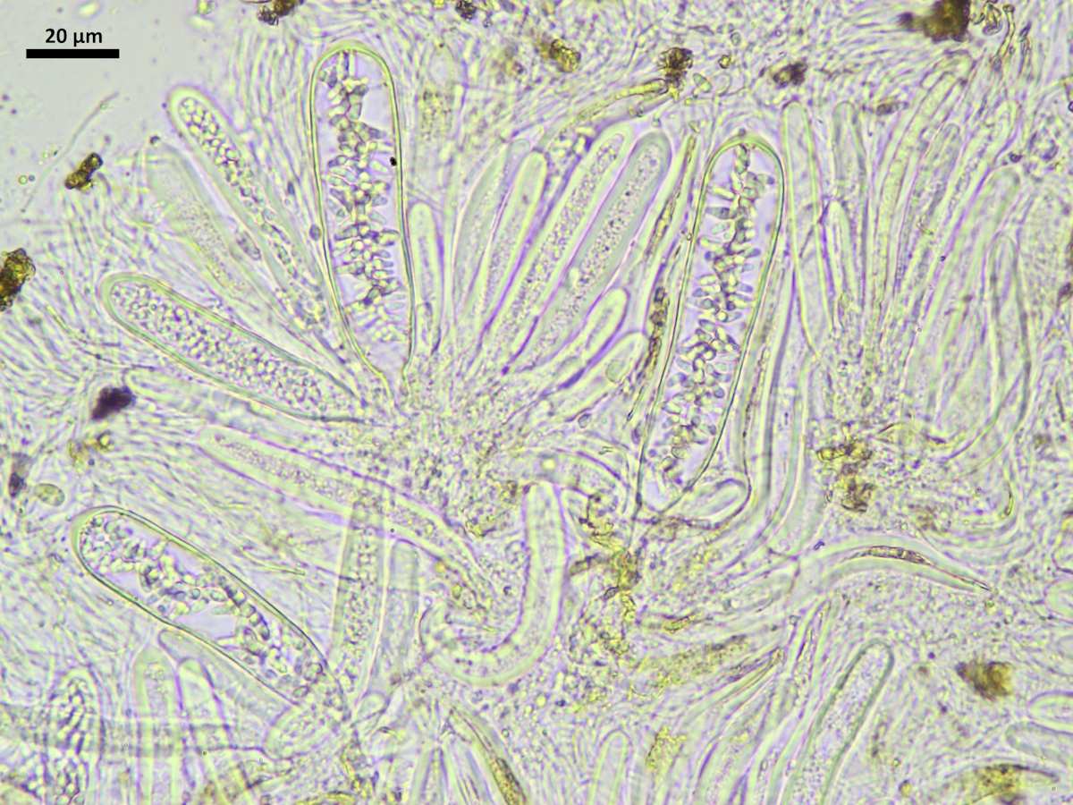 Thelocarpon lichenicola (door Henk-Jan van der Kolk)