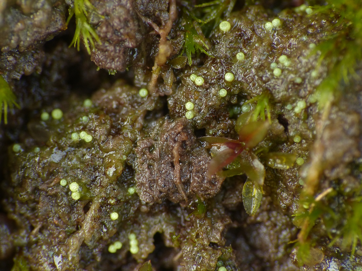 Thelocarpon lichenicola (door Henk-Jan van der Kolk)