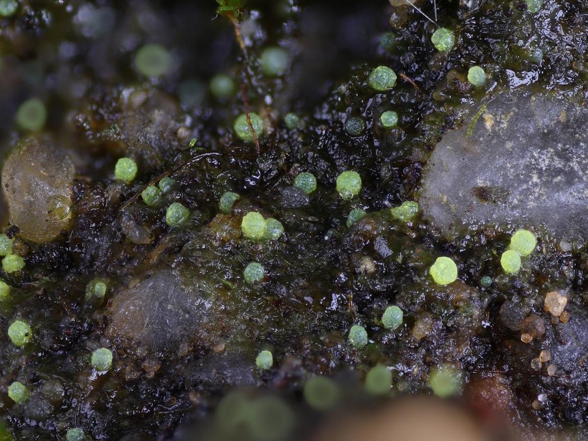 Thelocarpon lichenicola (door Henk-Jan van der Kolk)