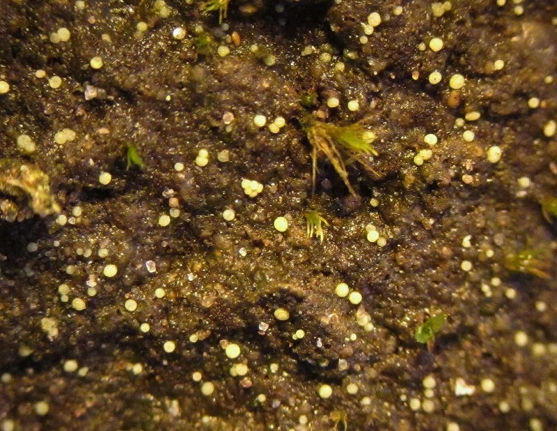 Thelocarpon lichenicola (door Marian Jagers)