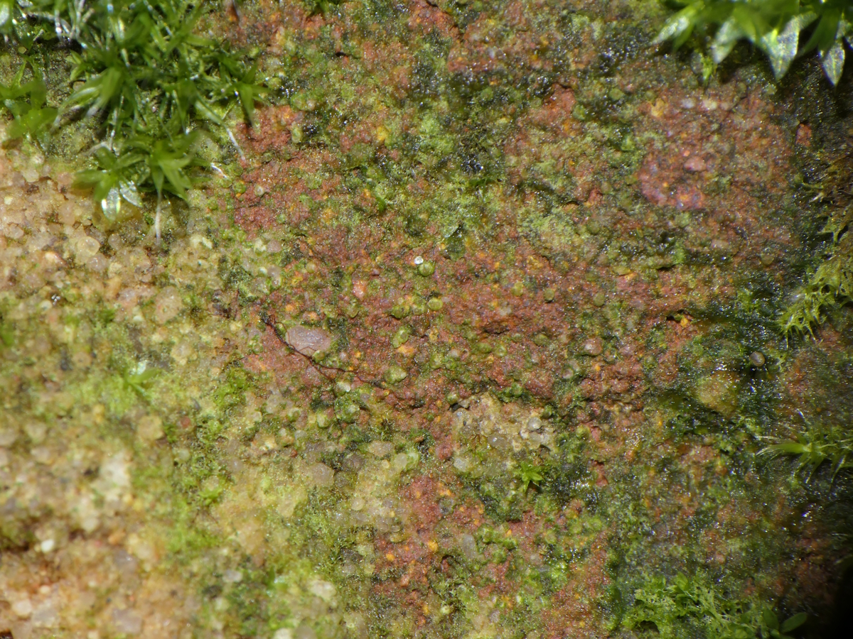 Thelocarpon magnussonii (door Henk-Jan van der Kolk)