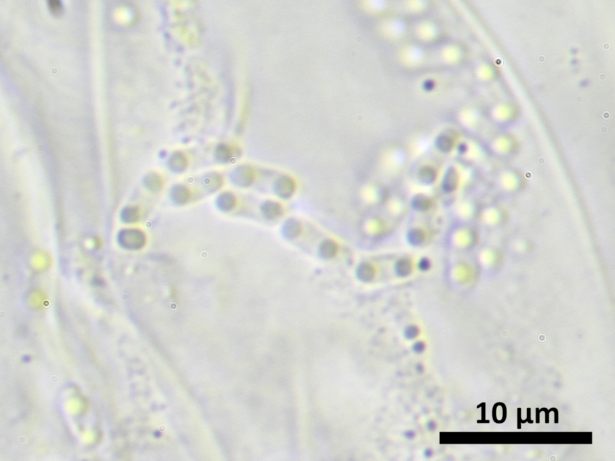 Thelocarpon magnussonii (door Henk-Jan van der Kolk)