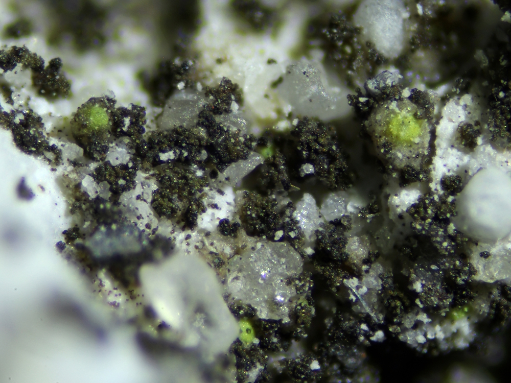 Thelocarpon olivaceum (door Henk-Jan van der Kolk)