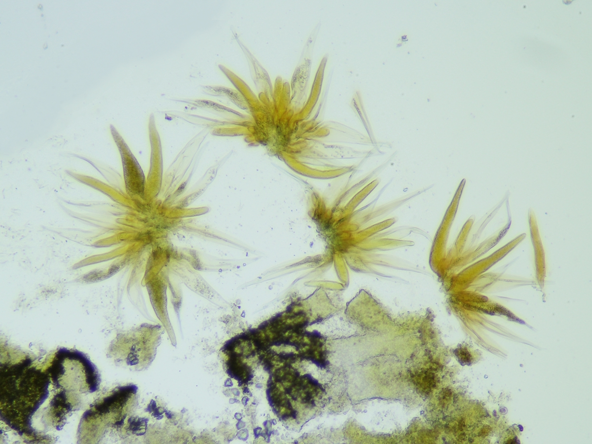 Thelocarpon olivaceum (door Henk-Jan van der Kolk)