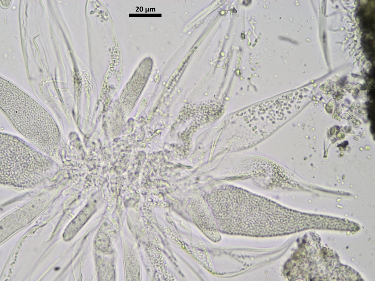 Thelocarpon olivaceum (door Henk-Jan van der Kolk)