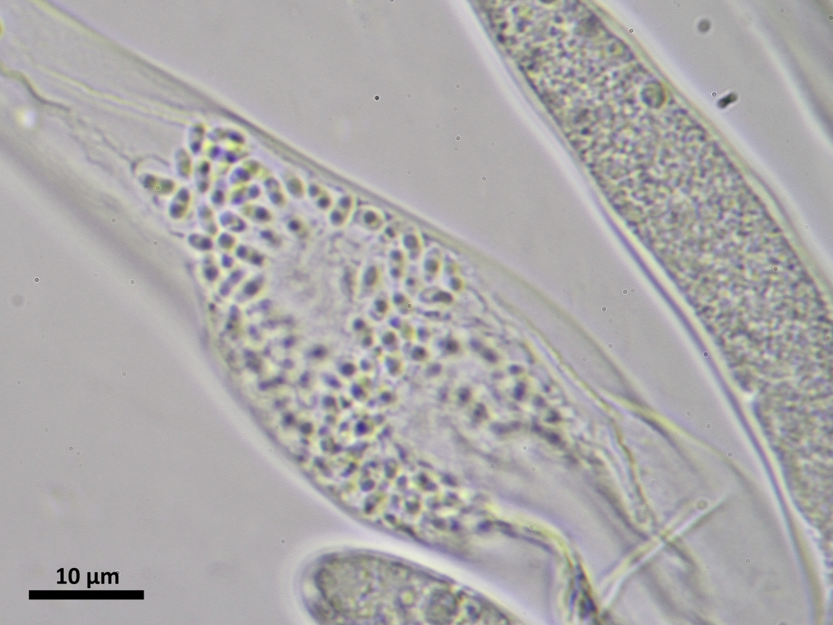 Thelocarpon olivaceum (door Henk-Jan van der Kolk)