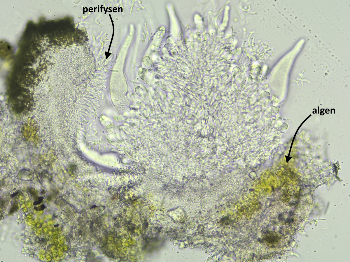 Thelocarpon olivaceum (door Henk-Jan van der Kolk)