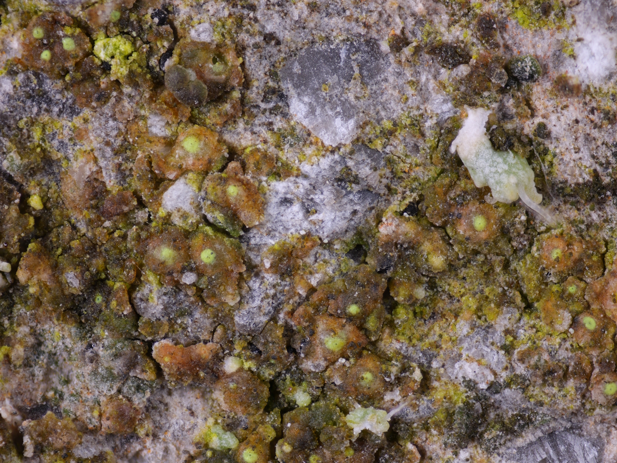 Thelocarpon olivaceum (door Henk-Jan van der Kolk)