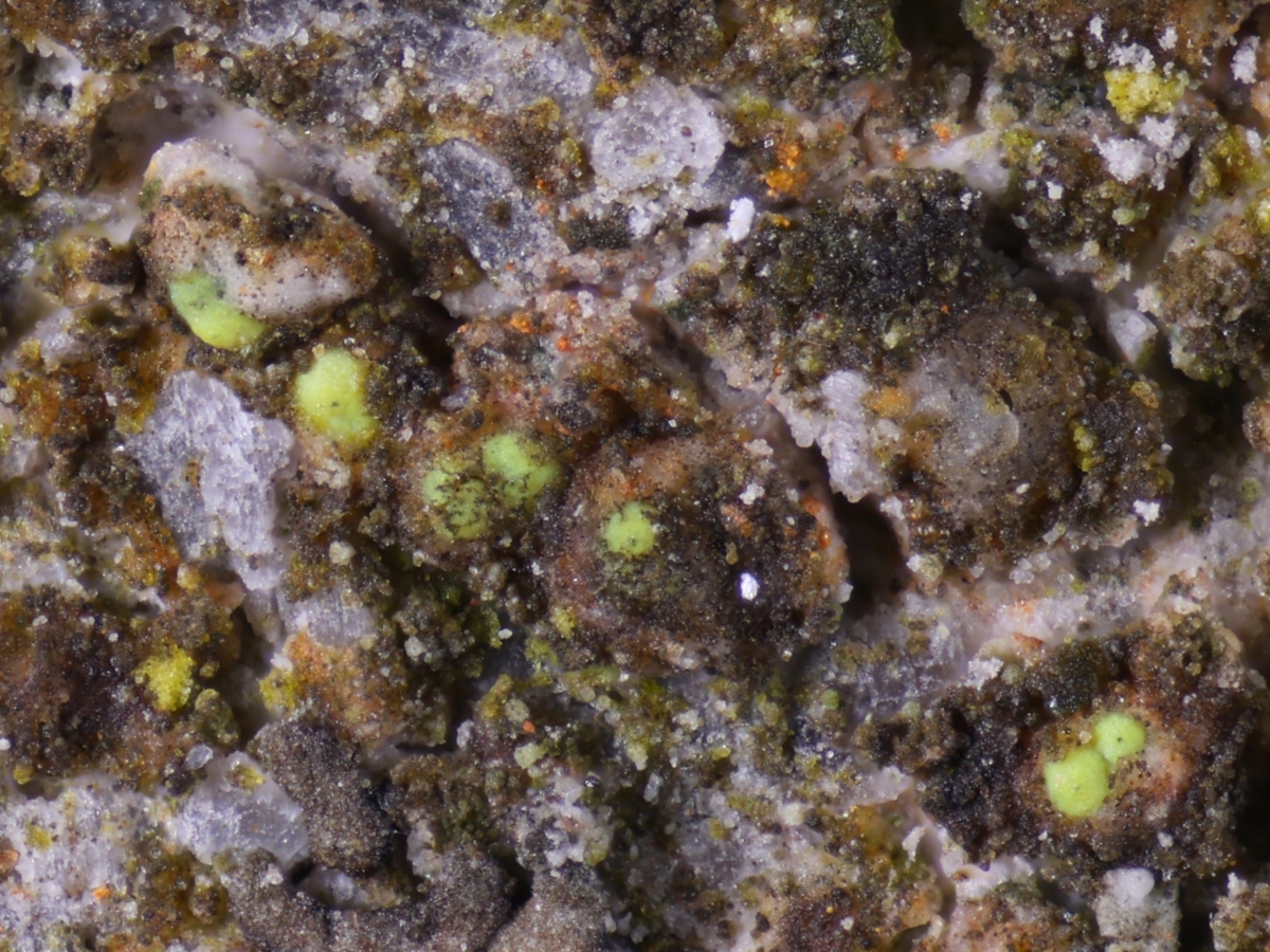 Thelocarpon olivaceum (door Henk-Jan van der Kolk)