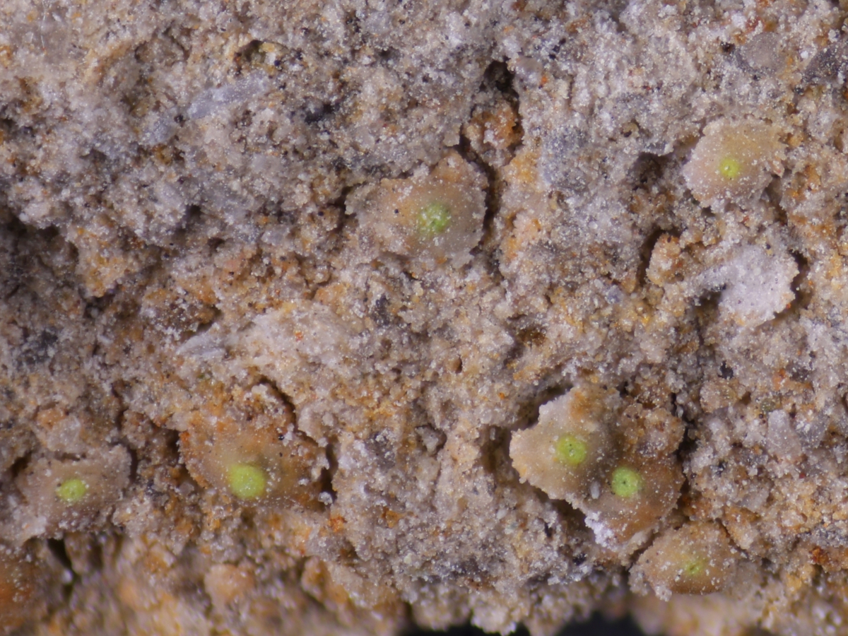 Thelocarpon olivaceum (door Henk-Jan van der Kolk)