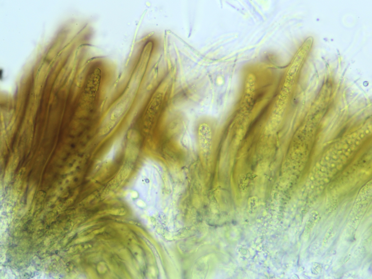 Thelocarpon periphysatum (door Henk-Jan van der Kolk)