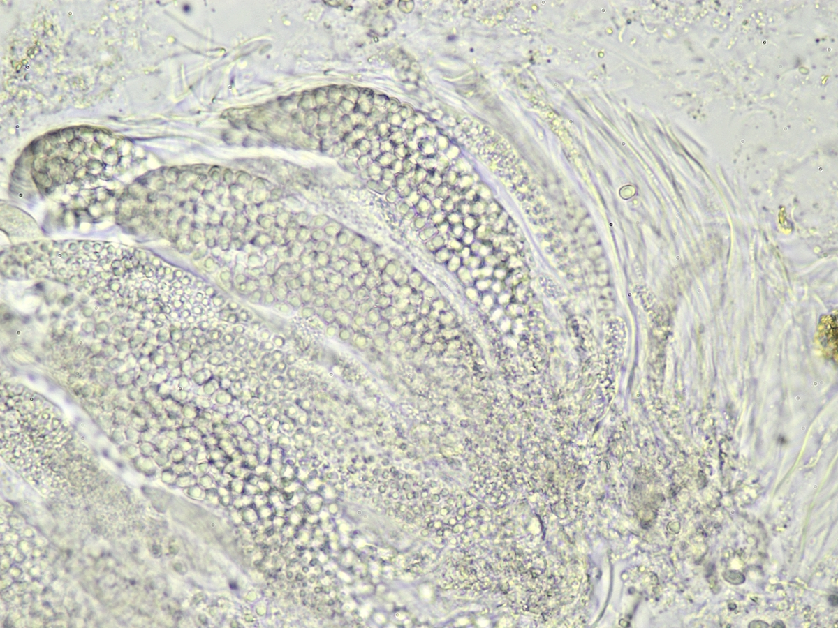Thelocarpon periphysatum (door Henk-Jan van der Kolk)